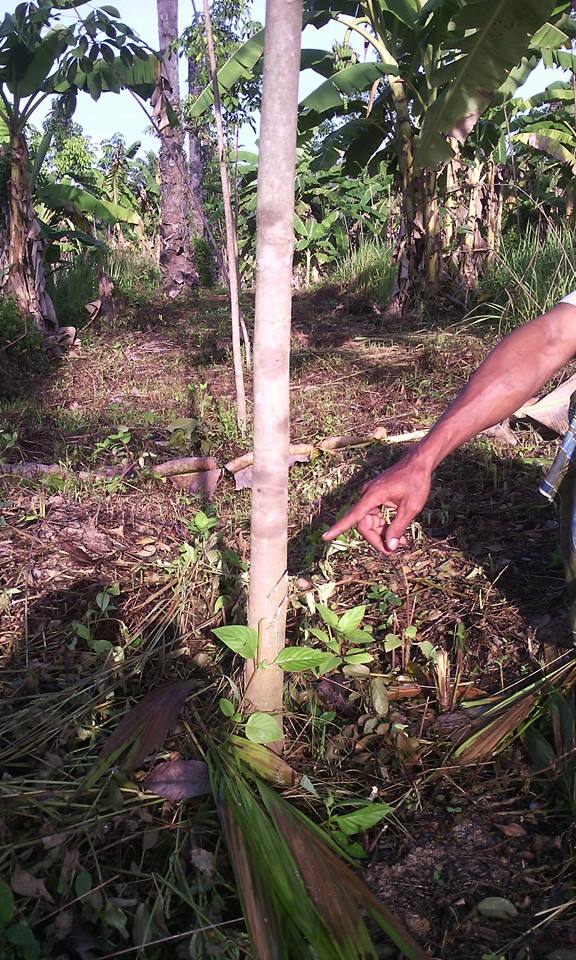 Rubber trees cut down 2